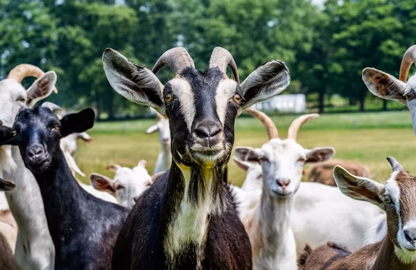Goat Sadaqah