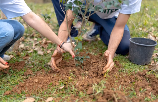 Plant a Tree